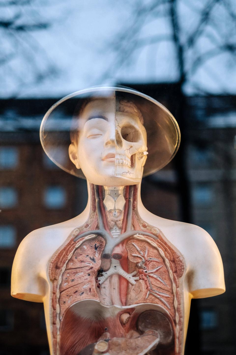 Upper Body Structure