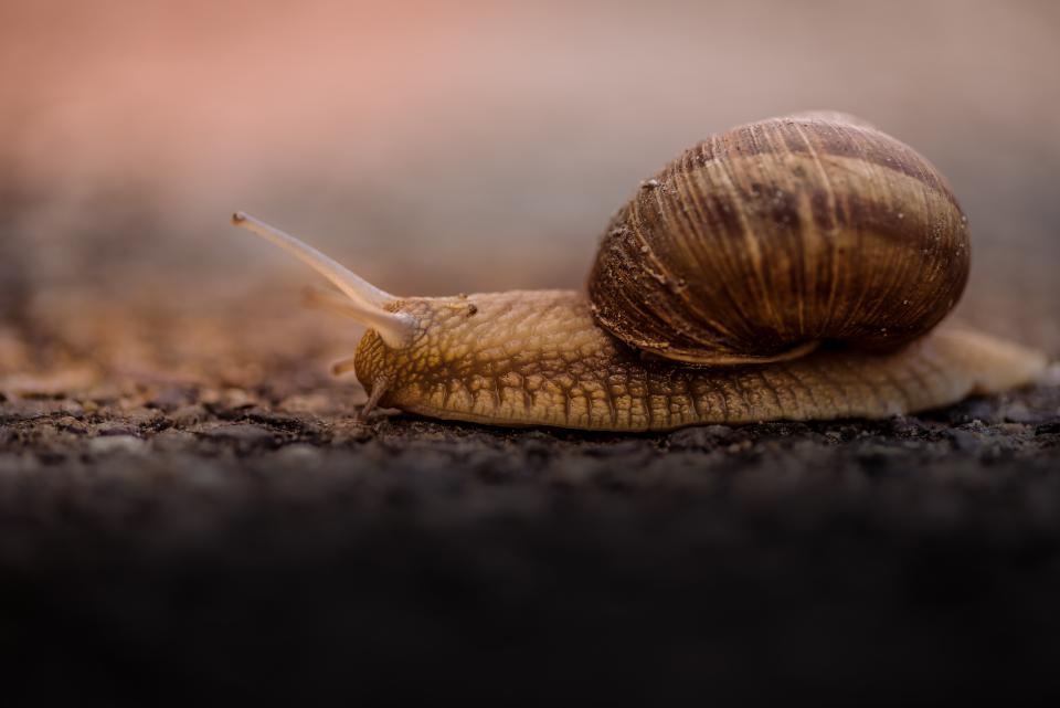 Snail Outdoor
