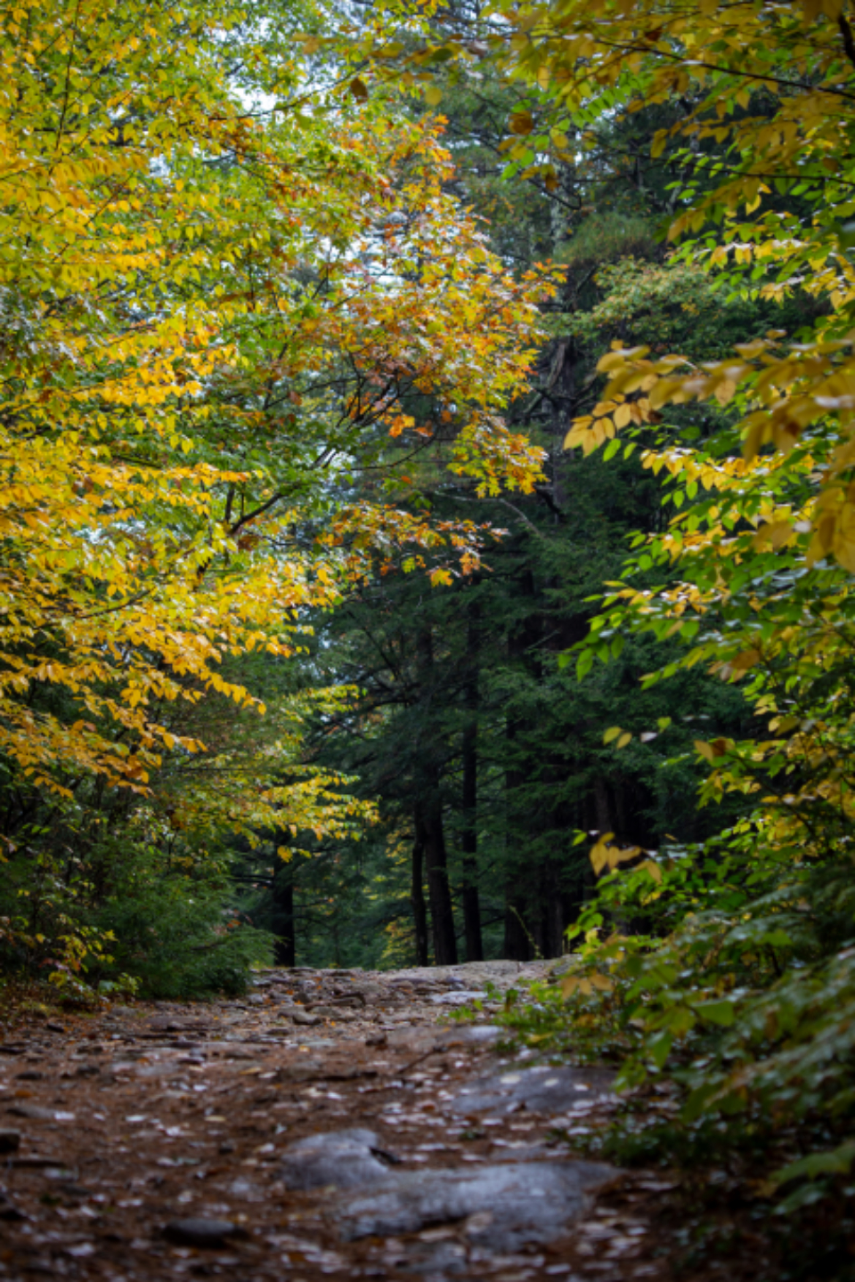 Autumn Woods