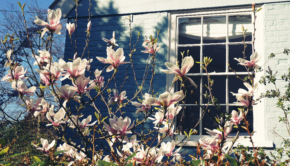 Magnolia Tree