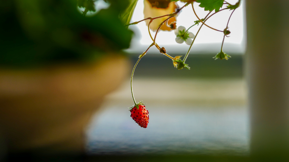 Strawberry Plant