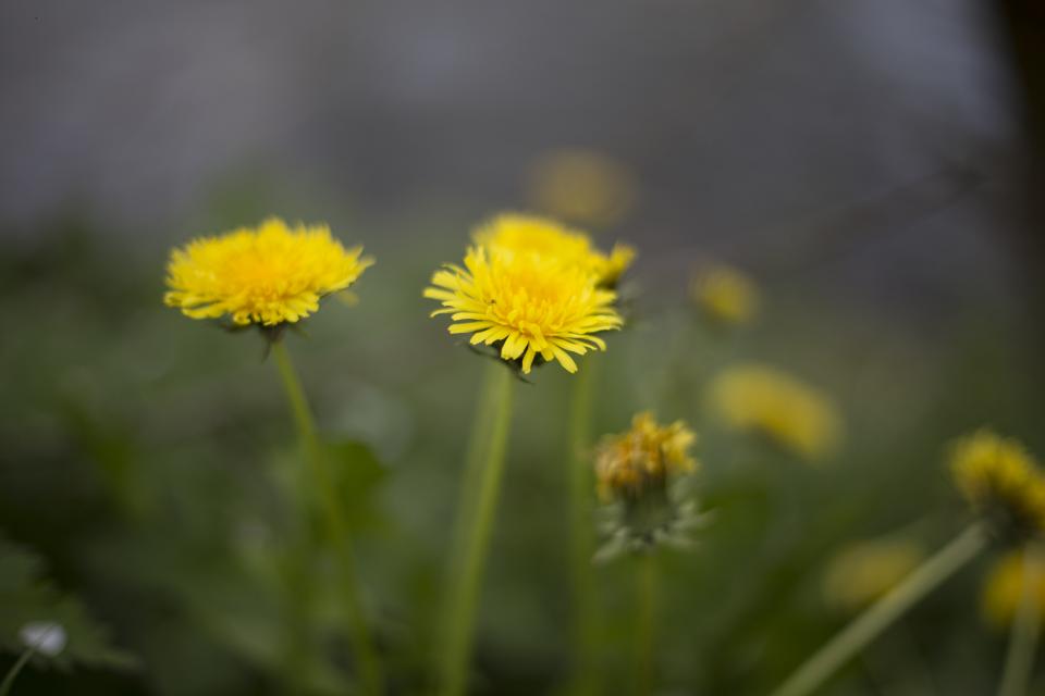 Yellow Petal