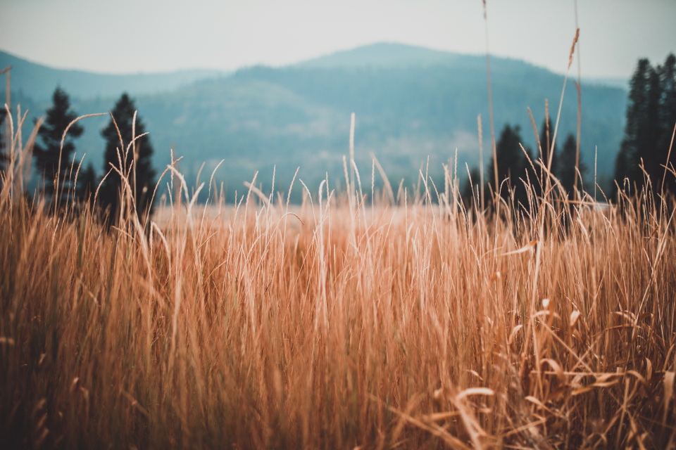 Wheat Field