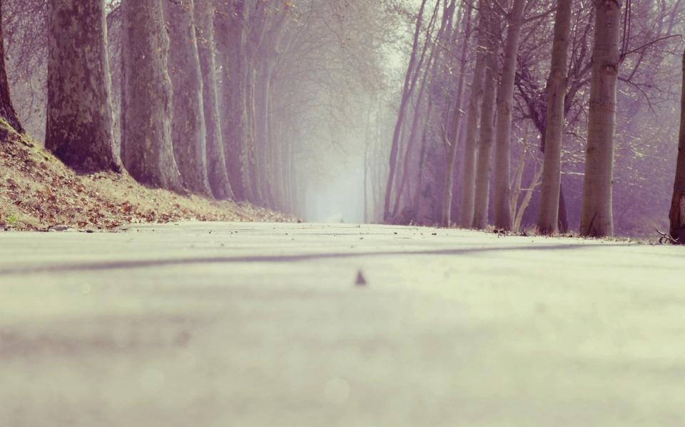 Trees Road