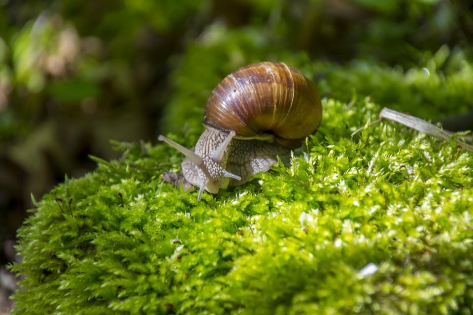 Snail Nature