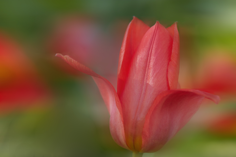 Flower Blossom