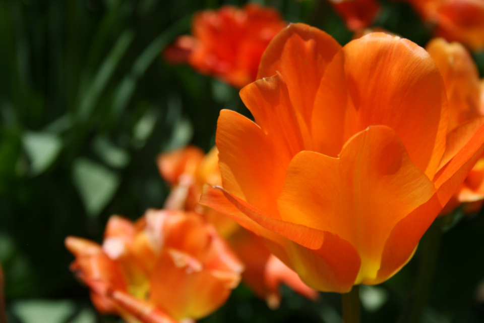 Tulip Flower