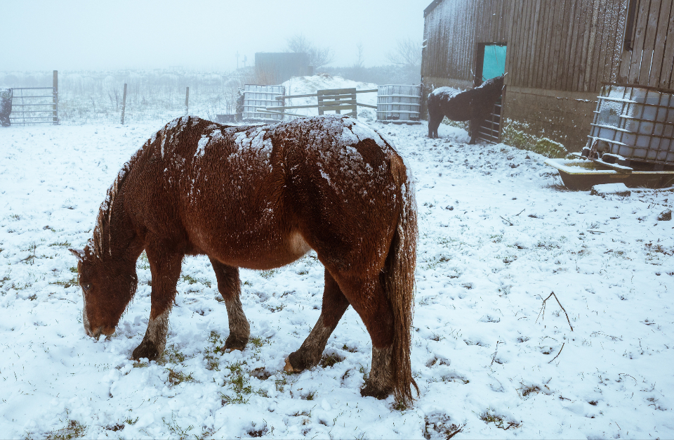 Horse Winter