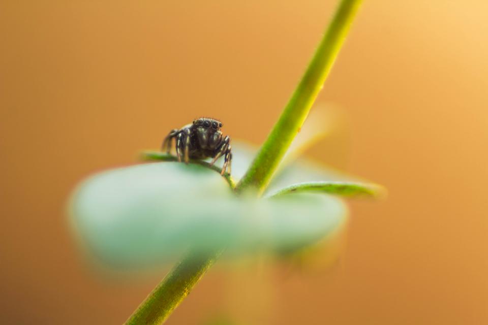 Nature Stem