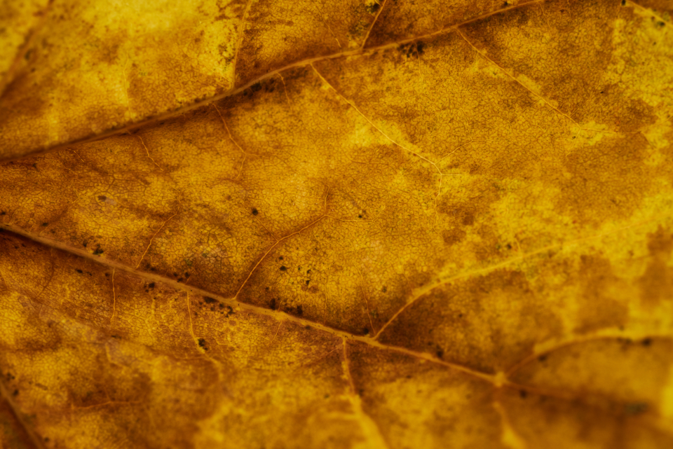 Brown Leaf