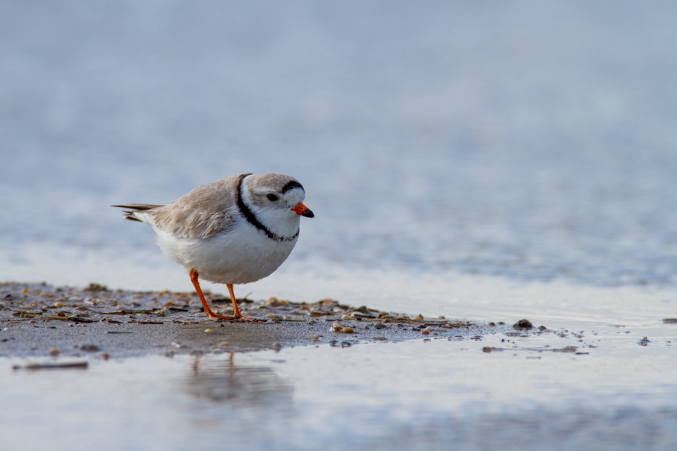 Bird Shore