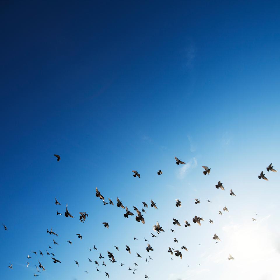 Flock Birds