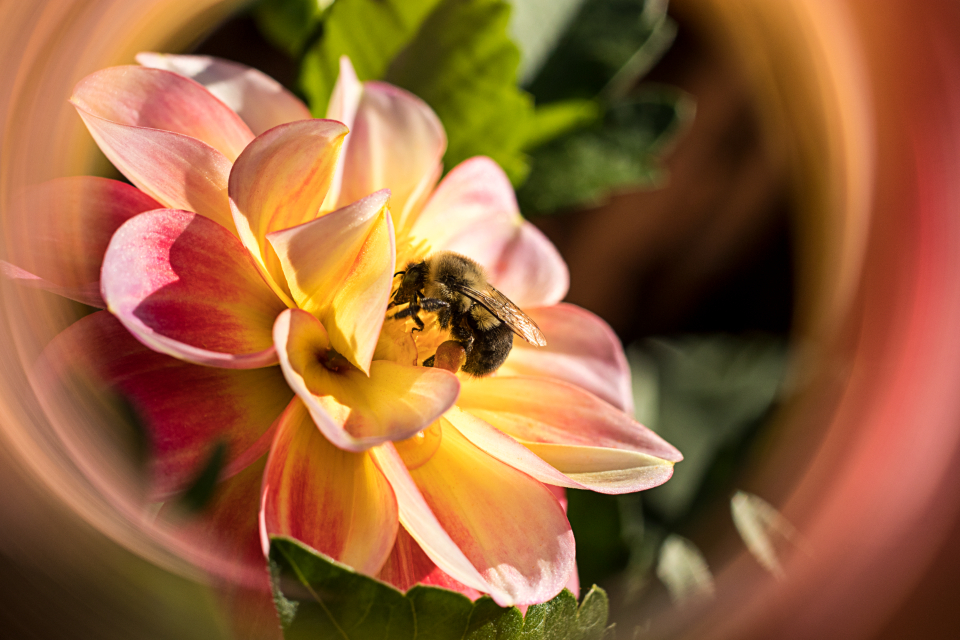 Bee Flower