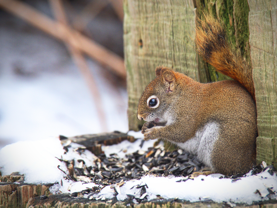 Squirrel Nature