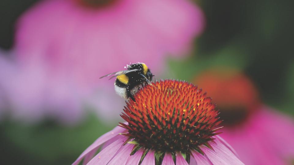 Bee Insect