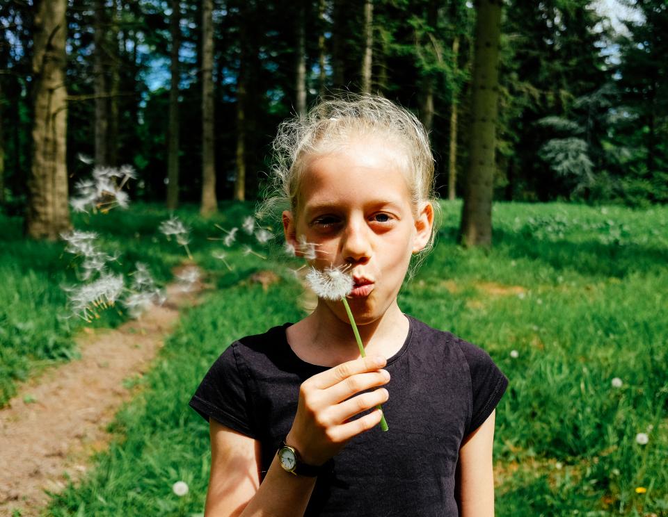 Dandelion Flower