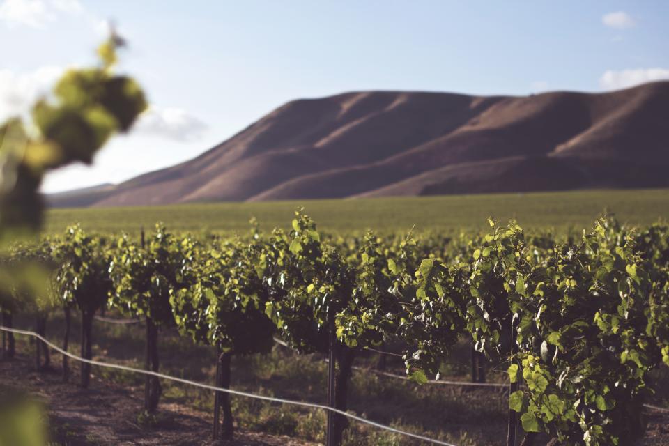 Vineyard Farm