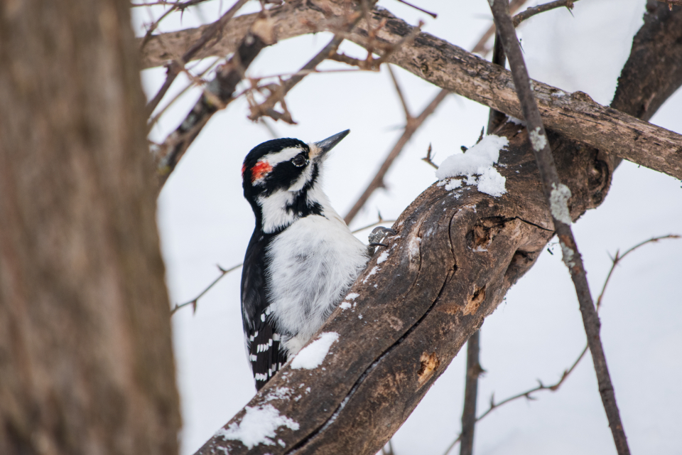 Bird Perched