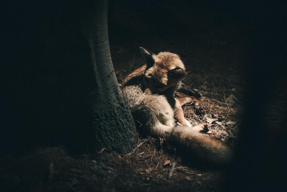 Animal Wildlife