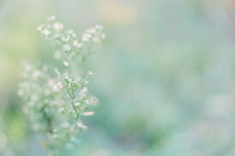 Soft Flower
