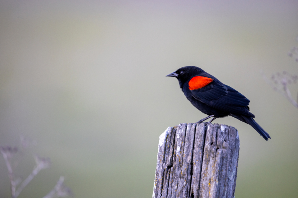Bird Perched