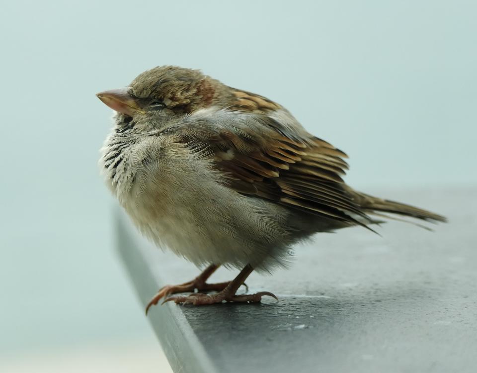 Bird Beak