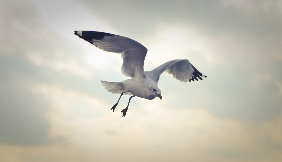 Flying Seagull