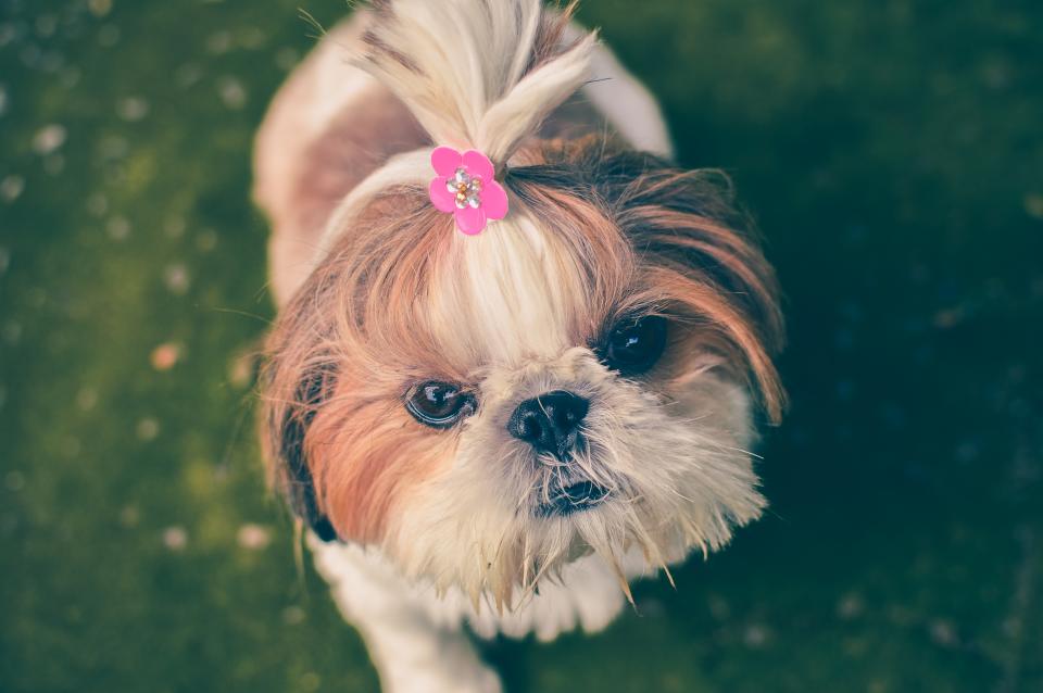 Dog Pet