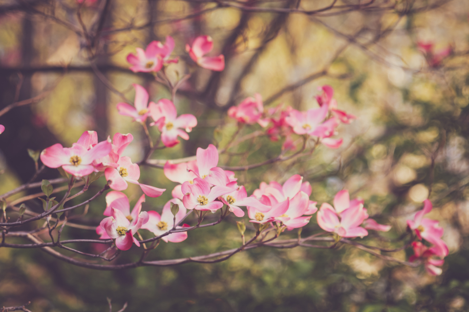 Blossom Flower