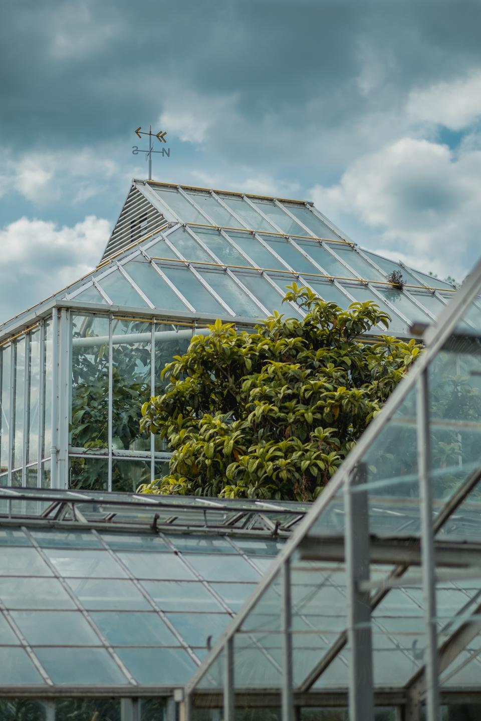 Greenhouse Plants