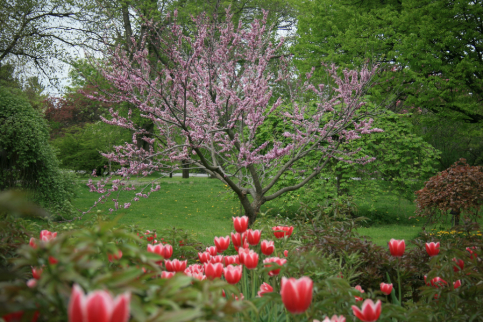 Spring Tree