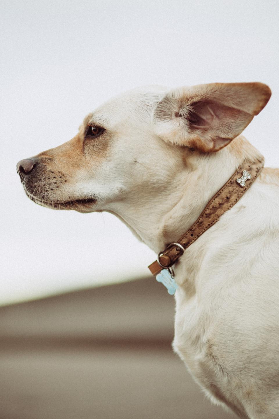 White Dog