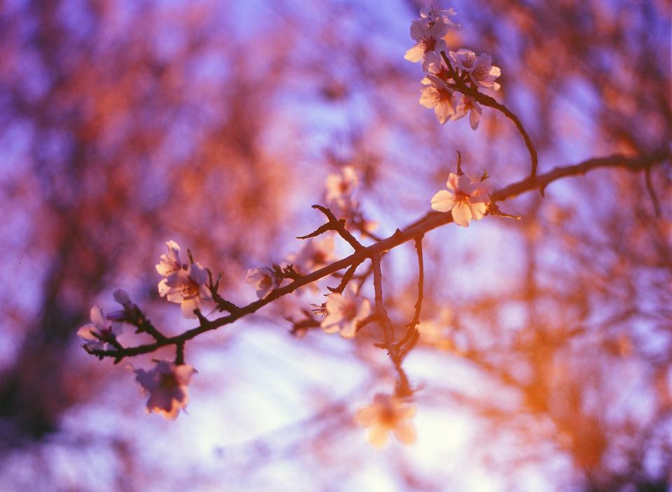 Purple Sunshine