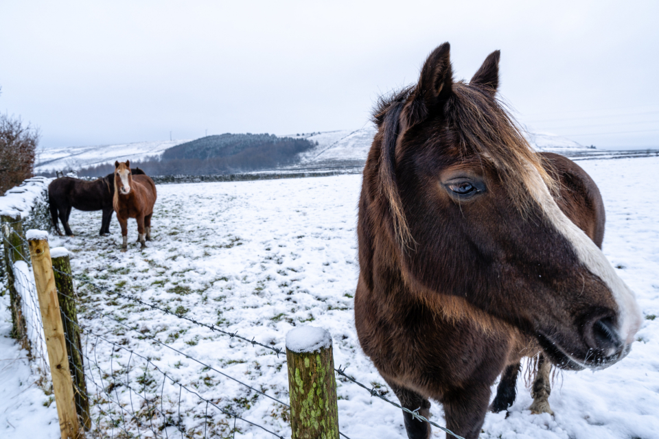 Horse Winter