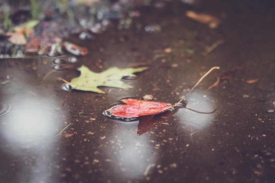 Fall Leaves