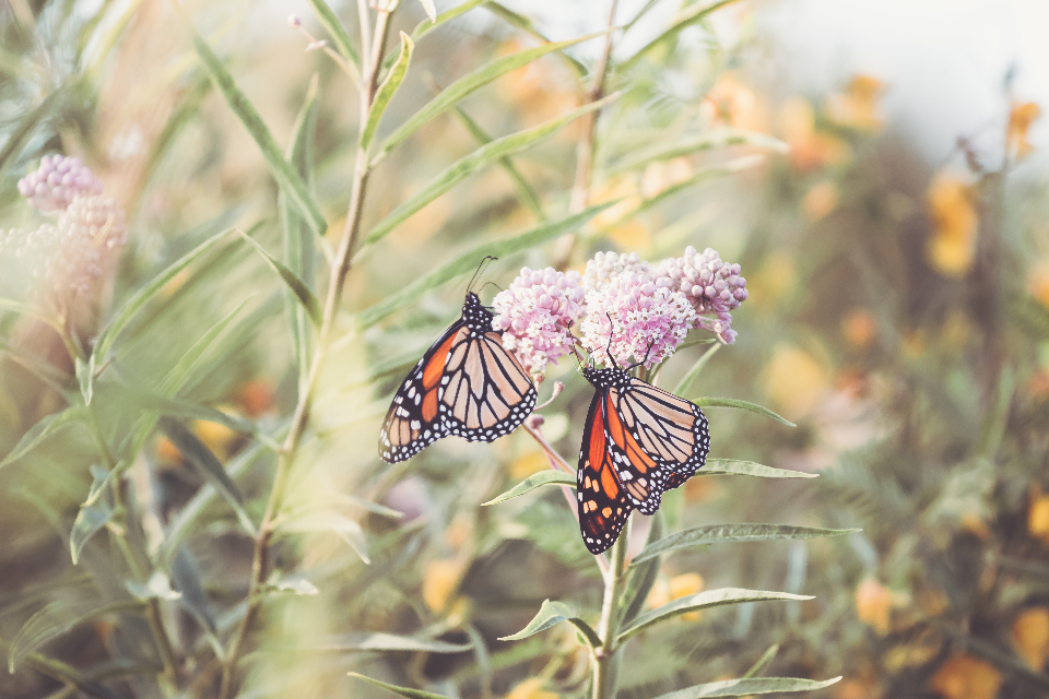 Butterfly Close Up