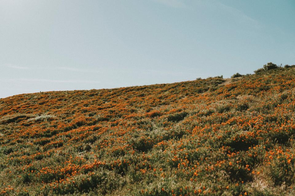 Flowers Field