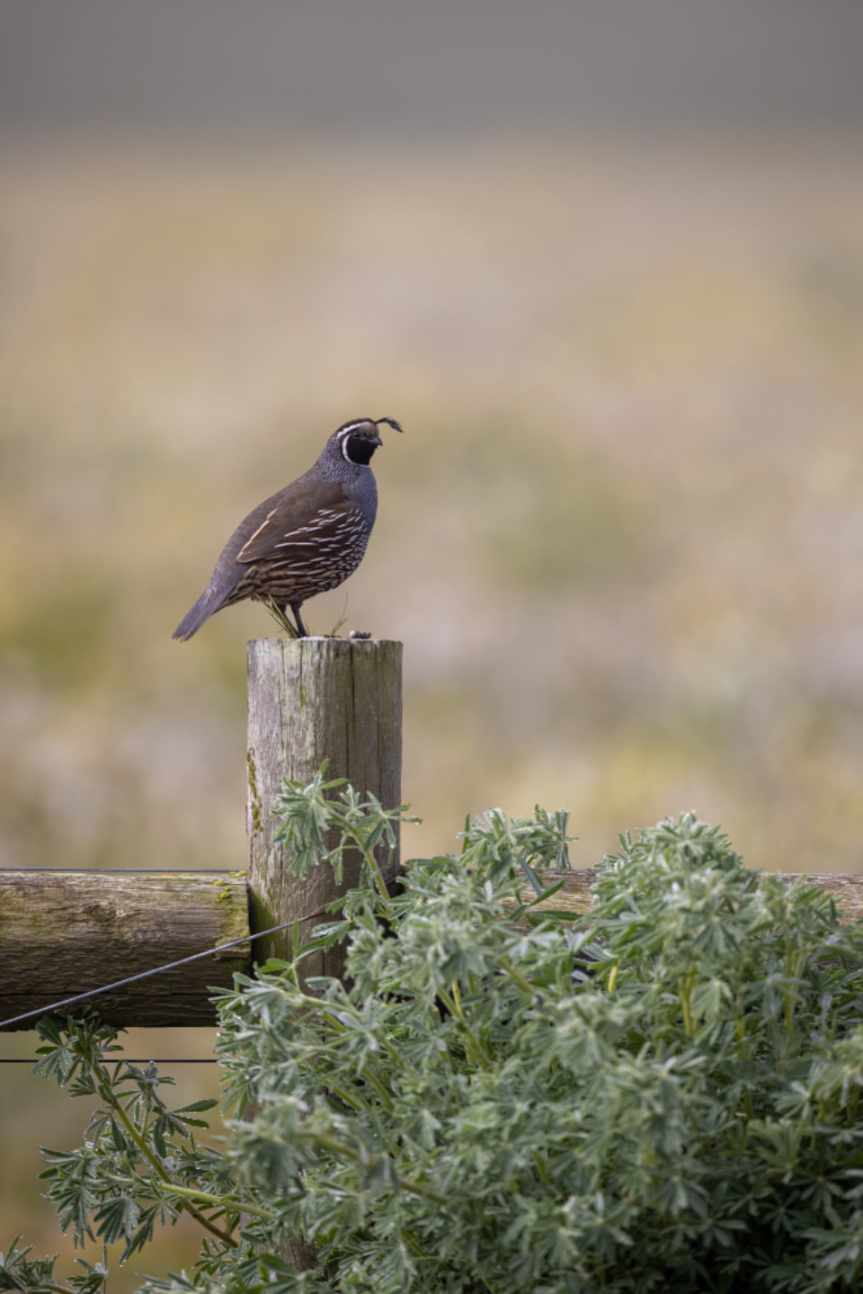 Bird Perched