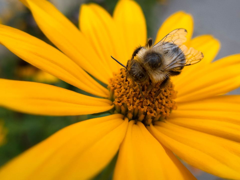 Bee Spring