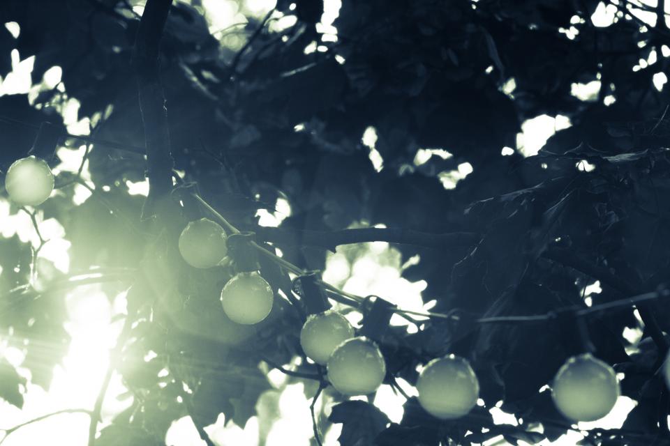 String Lights Bulbs