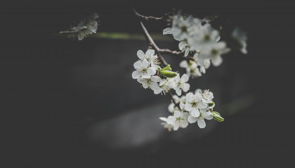 White Flower
