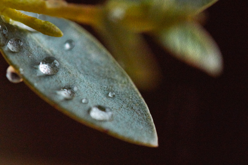 Dew Drops