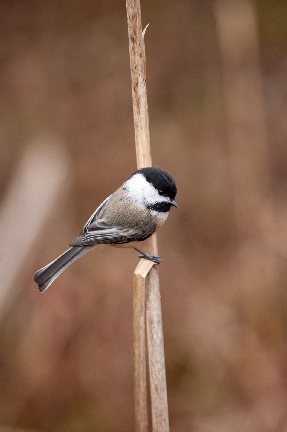 Bird Perched