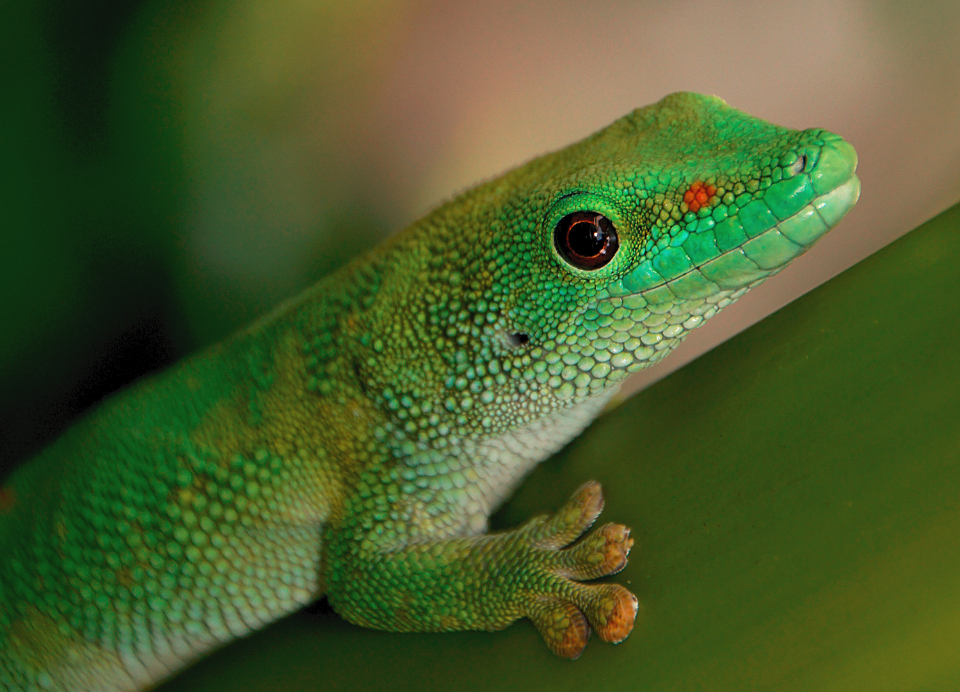 Green Gecko