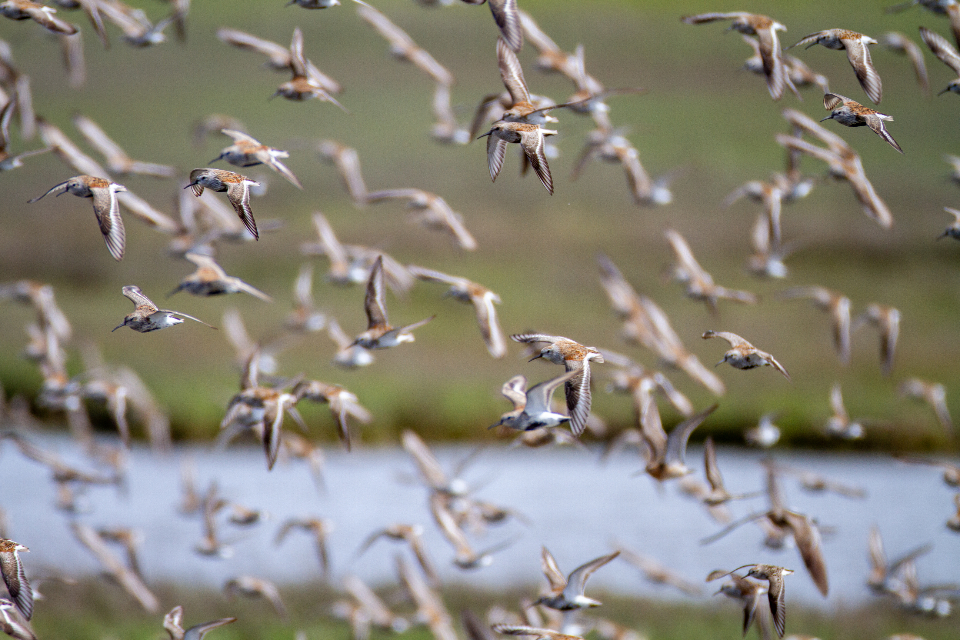 Birds Flying