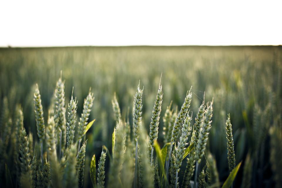 Green Barley