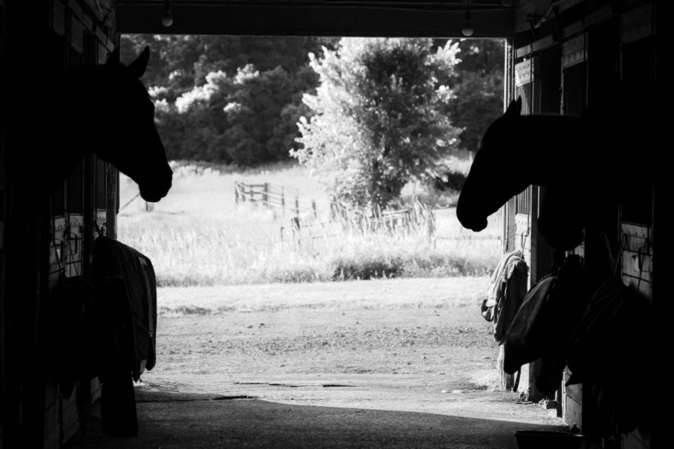 Horses Barn