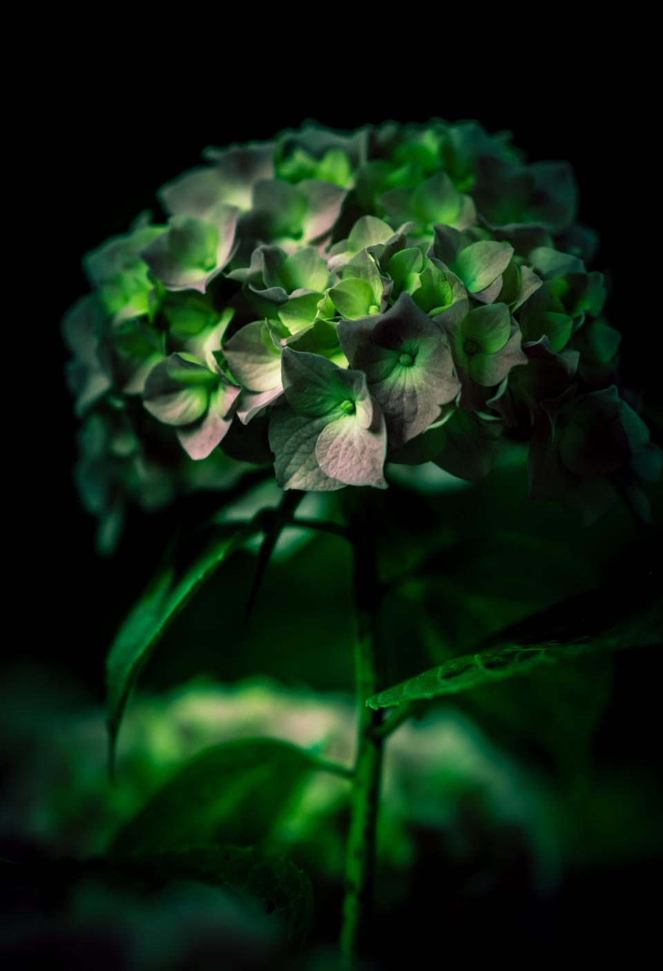 Flowers Nature