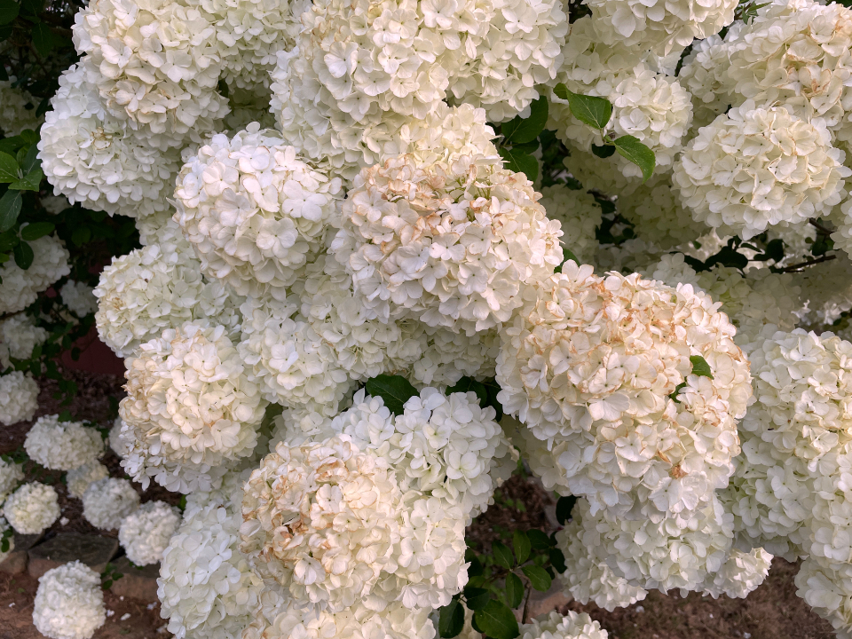 White Flowers