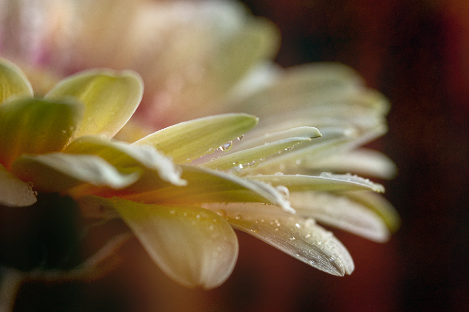 Flower Blossom